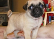 KC pug puppies ready to go now