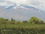Land c/olives fron Argentina /mendoza 164 hta sales
