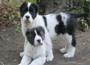 Central Asian Puppies For Sale