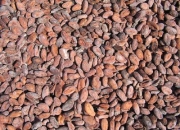COCOA BEANS FOR SALE