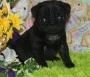 Awesome Pug Puppies For Sale