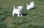 Stunning West Highland White Terrier Puppies For Sale