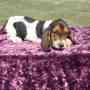Gorgeous Basset hound puppies now avaiable for sale