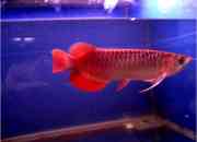 Top quality super red arowana fish for sale at a reduced price