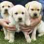Pedigree Labrador puppies looking for a loving and caring family