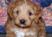 fairbank male cockapoo puppies now ready for sale