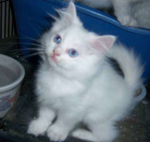 Pictures of Tica registered ragdoll kittens needs new home 2