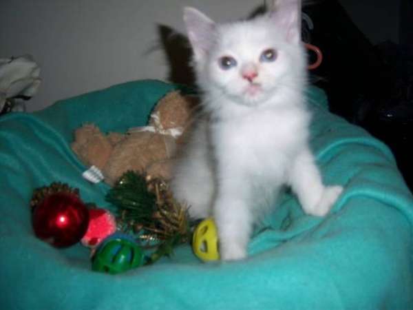 Pictures of Tica registered ragdoll kittens needs new home 3