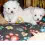 Stunning 100% Pure Maltese Pups male and females all ready now