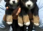 2 Beautiful Bernese Mountain Dog Pups.