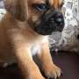 Gorgeous Puggle Puppies
