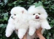Loving pomeranian puppies for adoption
