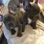 French Bulldog Pups for sale